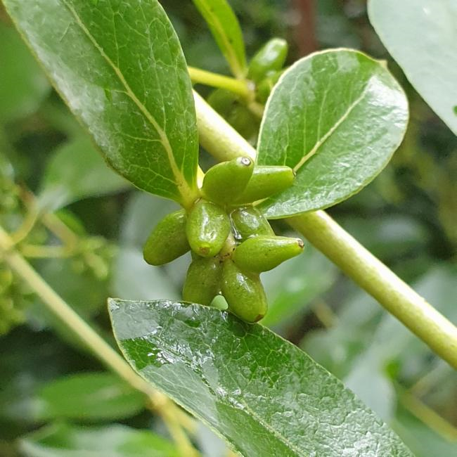 Karamu, Kakaramu